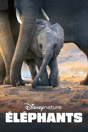 Affiche du film Éléphants